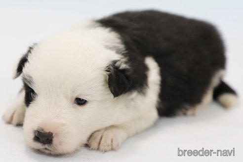 成約済の神奈川県のボーダーコリー-281485の1枚目